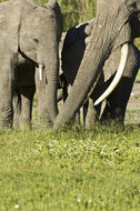 Image of African bush elephant