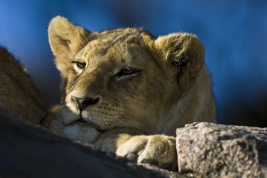 Image of African Lion