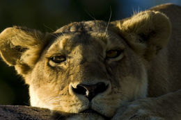 Image of African Lion