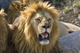 Image of African Lion