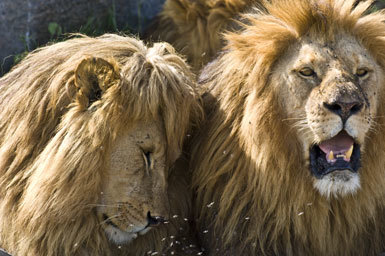 Image of African Lion