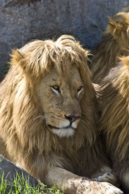 Image of African Lion