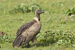 Image of White-backed Vulture