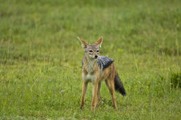 Image de chacal à chabraque