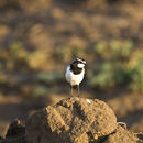 Image of Capped Wheatear