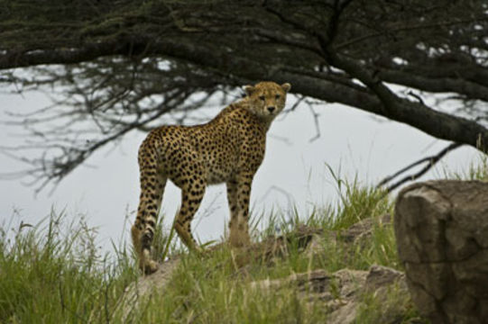 Image of cheetah