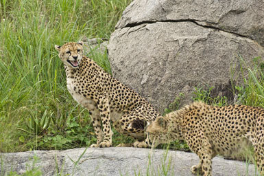 Image of cheetah