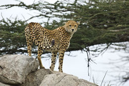 Image of cheetah