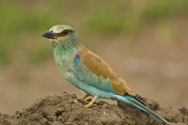 Image of European Roller