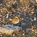 Image of Fischer's Sparrow-Lark