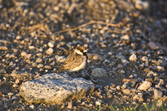 Image de Alouette-moineau de Fischer