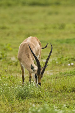 Image of Grant's Gazelle