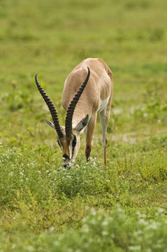 Image of Grant's Gazelle