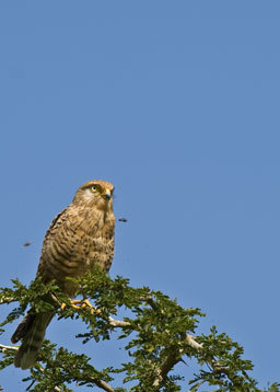 صورة Falco rupicoloides Smith & A 1829