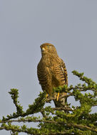 Image of Greater Kestrel