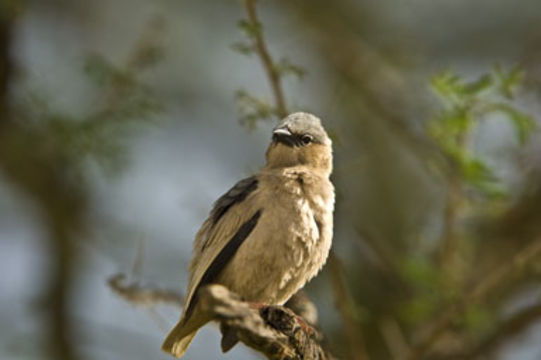 Image de Moineau social à tête grise