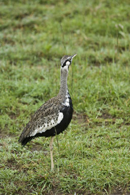 Image of Hartlaub's Bustard