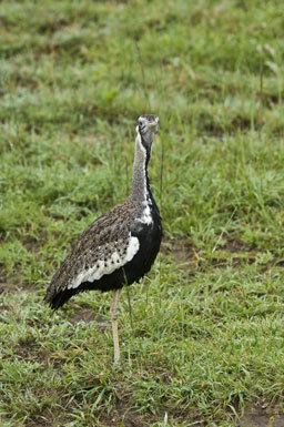 Image of Hartlaub's Bustard