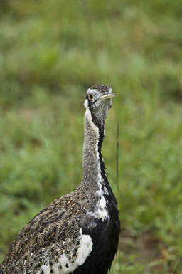 Image of Hartlaub's Bustard