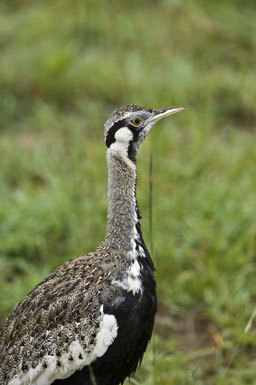 Image of Hartlaub's Bustard