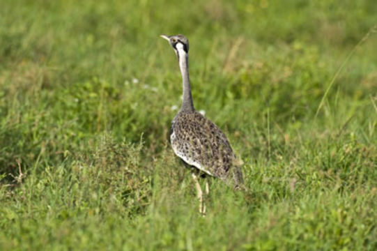 Image of Hartlaub's Bustard