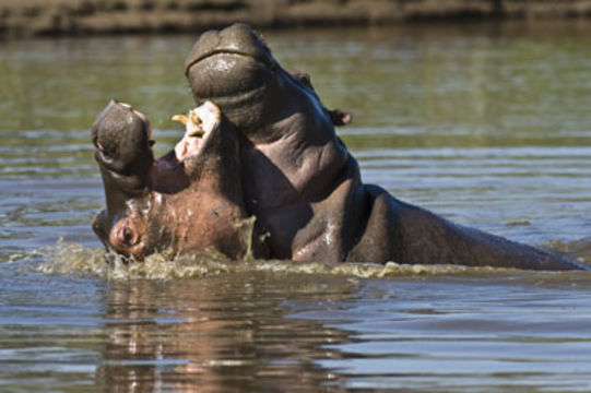 Image of Common Hippopotamus