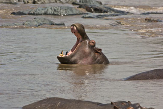 Image of Common Hippopotamus