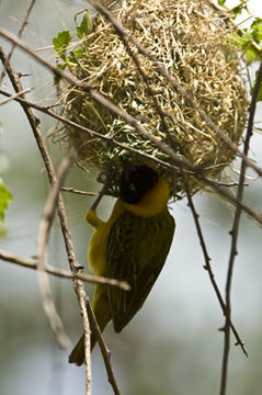 Image of Lesser Masked Weaver