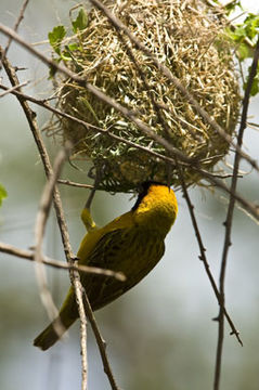 Image of Lesser Masked Weaver