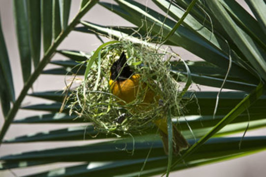 Image of Lesser Masked Weaver