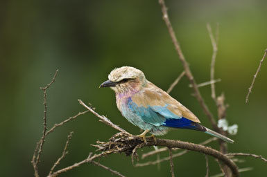 Image of Lilac-breasted Roller