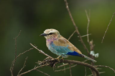 Image of Lilac-breasted Roller