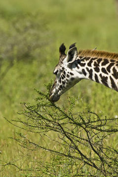 Plancia ëd <i>Giraffa camelopardalis tippelskirchi</i>