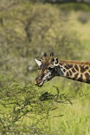 Image of Masai Giraffe