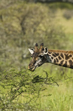 Plancia ëd <i>Giraffa camelopardalis tippelskirchi</i>