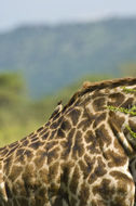 Image of Masai Giraffe