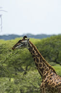 Image of Masai Giraffe