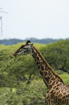 Imagem de <i>Giraffa camelopardalis tippelskirchi</i>