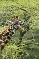 Plancia ëd <i>Giraffa camelopardalis tippelskirchi</i>