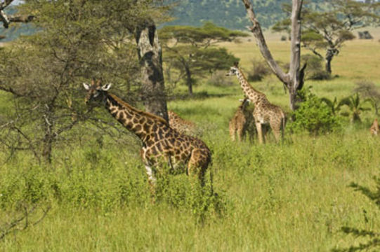 Imagem de <i>Giraffa camelopardalis tippelskirchi</i>