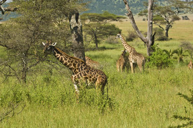 Image of Masai Giraffe