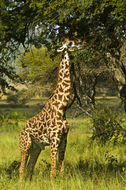 Plancia ëd <i>Giraffa camelopardalis tippelskirchi</i>