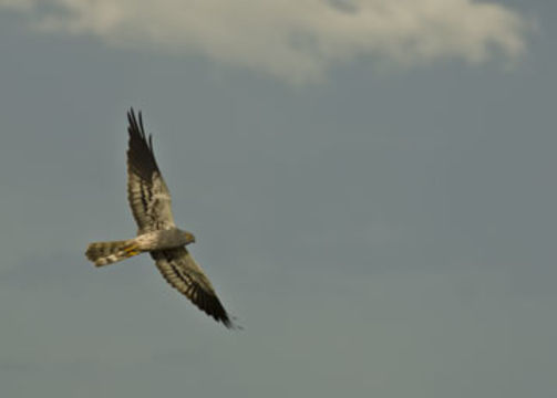 Image of Montagu's Harrier