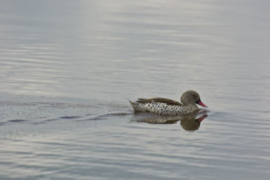 Image of Cape Teal