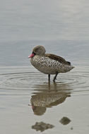 Image of Cape Teal