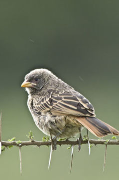 Image of Rufous-tailed Weaver