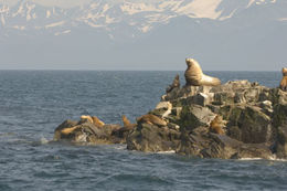 Image of Northern Sea Lion