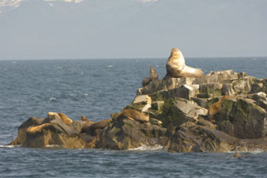 Image of Northern Sea Lion