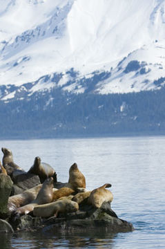 Image of Northern Sea Lion