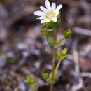 Imagem de Gentiana douglasiana Bang.